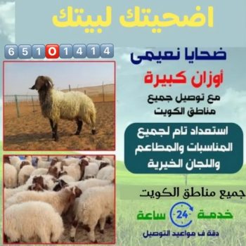 قص اغنام - تقليم اظافر - جزار📞65101414 - اغنام الكويت - جز غنم - جز اغنام - جز صوف - حلاق اغنام - حلاق غنم - جز